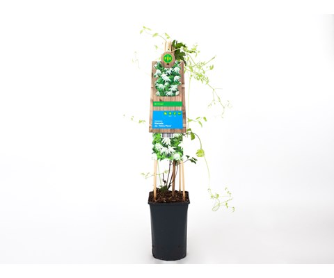 Klematis 'Albina Plena'