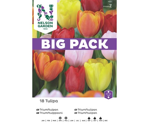 Høstløk triumftulipan