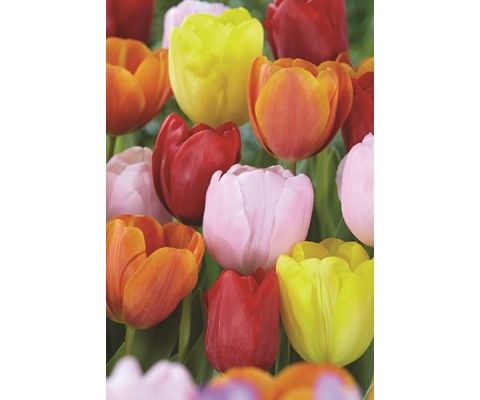 Høstløk triumftulipan