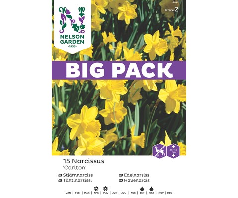 Høstløk edelnarsiss Carlton