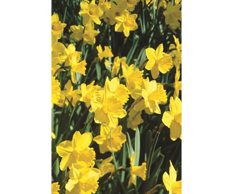 Høstløk edelnarsiss Carlton