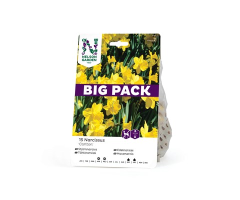 Høstløk edelnarsiss Carlton