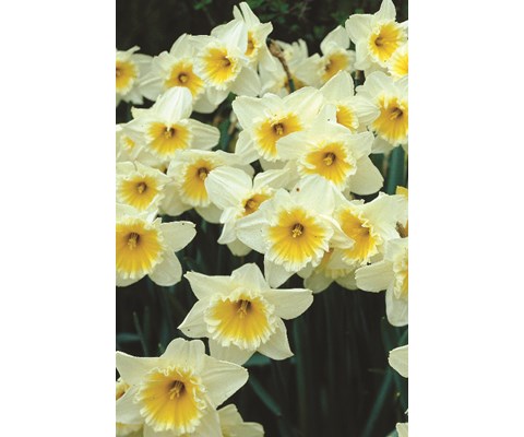 Høstløk edelnarsiss Ice Follies