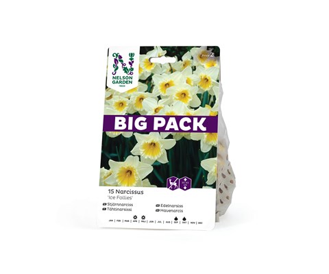 Høstløk edelnarsiss Ice Follies