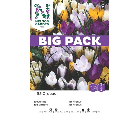 Høstløk vårkrokus blandede