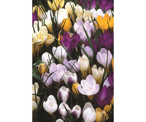 Høstløk vårkrokus blandede