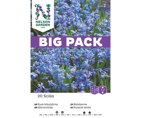 Høstløk blåstjerne russisk