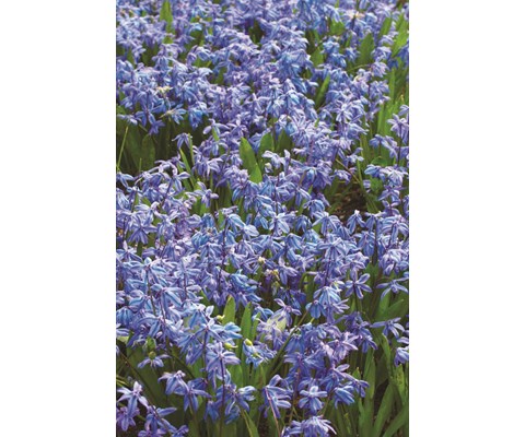 Høstløk blåstjerne russisk