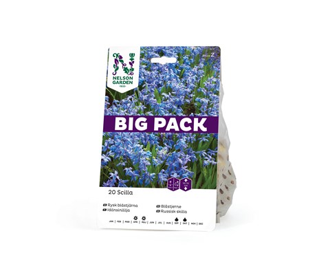 Høstløk blåstjerne russisk