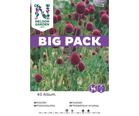 Høstløk kulekløk Allium