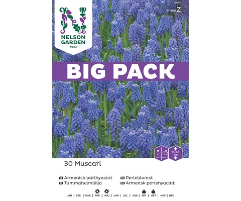 Høstløk perleblomst