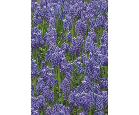 Høstløk perleblomst