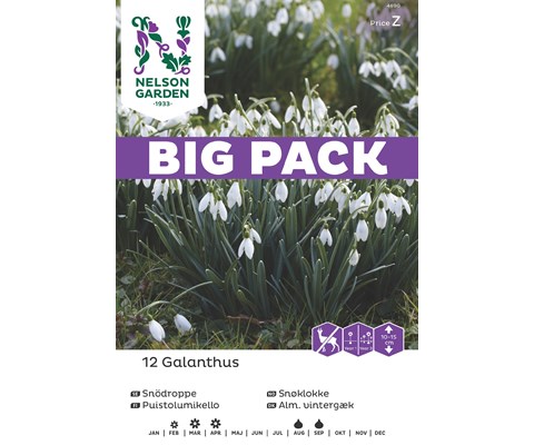 Høstløk snøklokke Galanthus