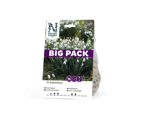 Høstløk snøklokke Galanthus