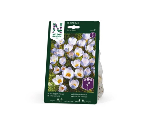 Høstløk blå begerkrokus Blue Pearl