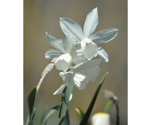 Høstløk orkidénarsiss Thalia