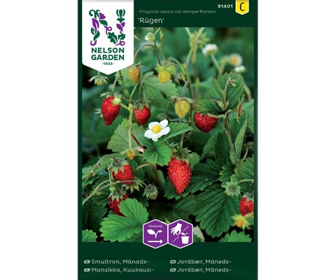 Frø månedsjordbær Rügen