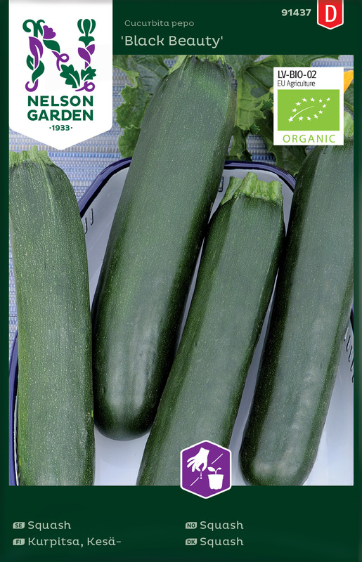 Frø Black Beauty squash økologisk