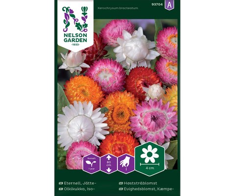 Frø Høststråblomst