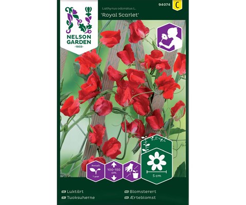 Frø blomsterert Royal Scarlet