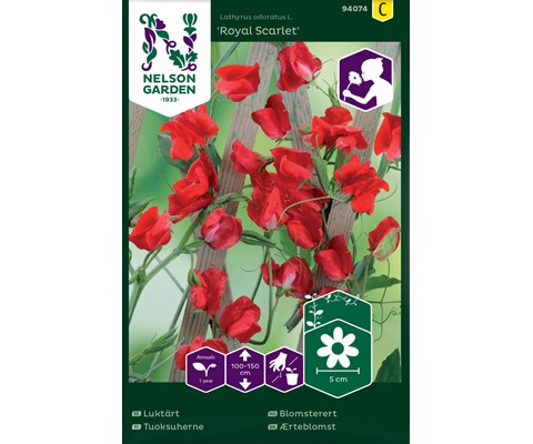 Frø blomsterert Royal Scarlet