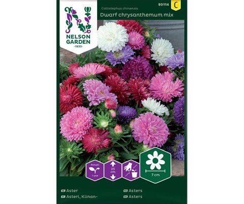 Frø asters Dwarf chrysanthemum mix