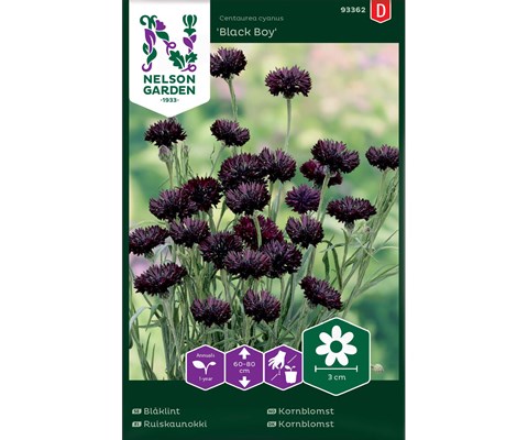 Frø kornblomst Black Boy