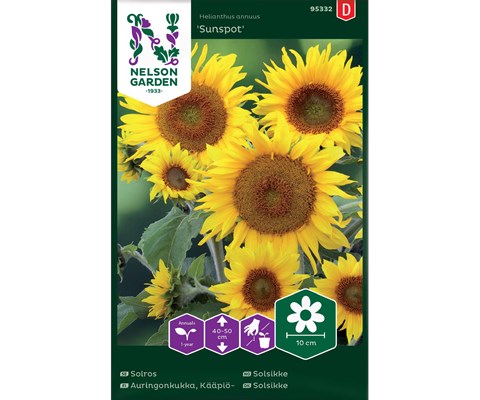 Frø solsikke Sunspot