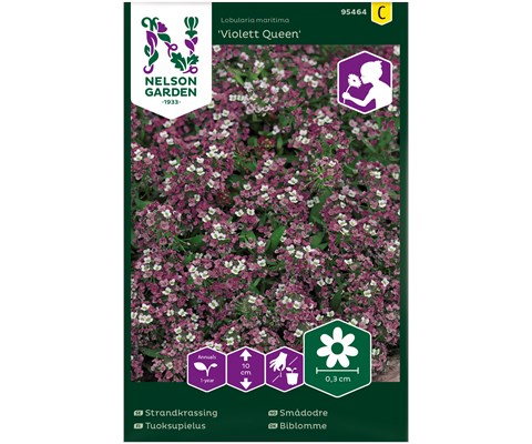 Frø smådodre Violet Queen