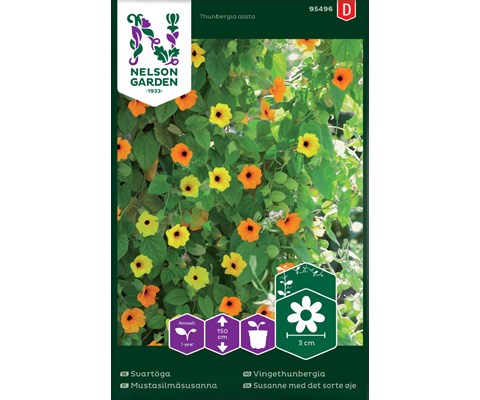 Frø vingethunbergia