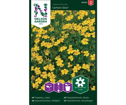 Frø fløyelsblomst busk Lemon Star