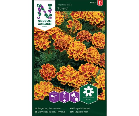 Frø fløyelsblomst Bolero