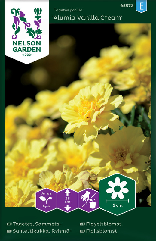 Frø fløyelsblomst Alumia Vanilla Cream