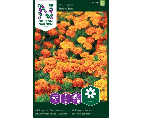 Frø fløyelsblomst Boy o Boy