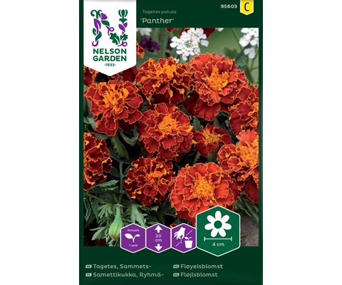 Frø fløyelsblomst Panther