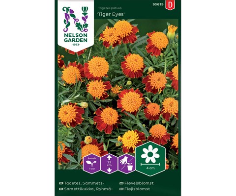 Frø fløyelsblomst Tiger Eyes