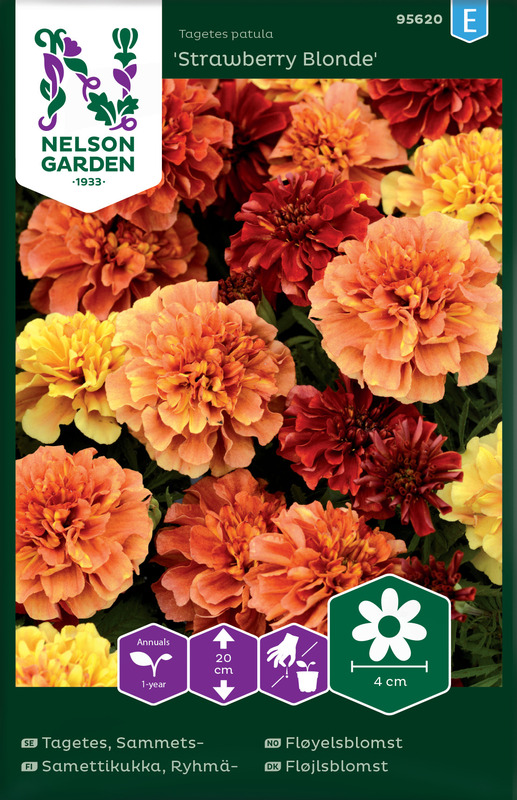 Frø fløyelsblomst Strawberry Blond