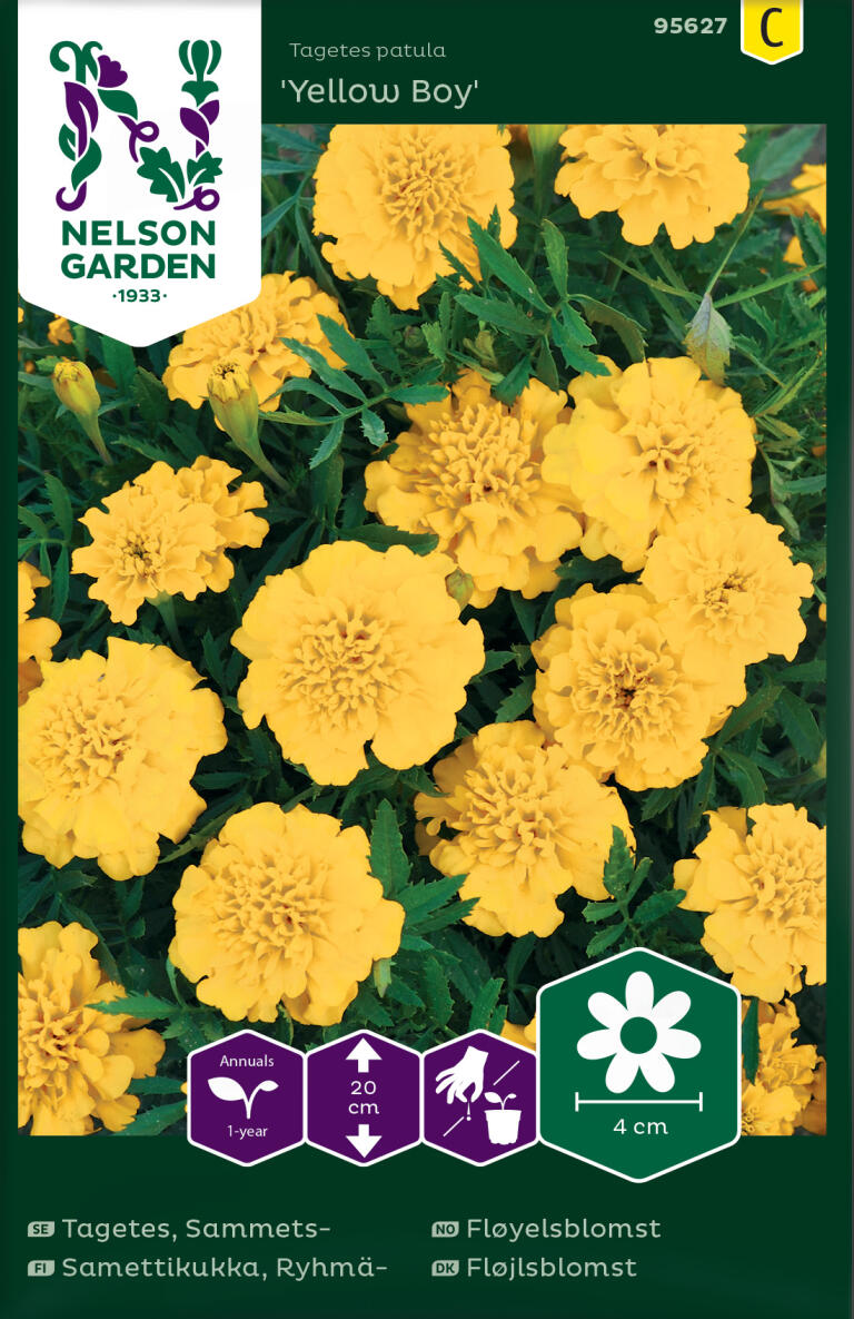 Fløyelsblomst 'Yellow Boy'