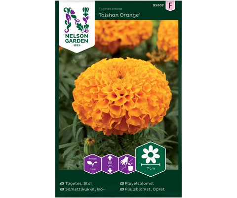 Frø fløyelsblomst Taishan Orange