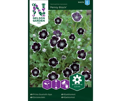 Frø øyeblomst Penny Black