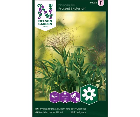 Frø prydgress Frosted Explosion