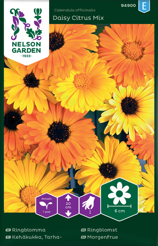 Frø ringblomst Daisy Citrus Mix