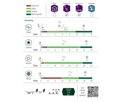 Frø ringblomst økologisk
