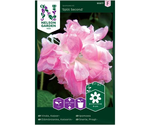 Frø ipomoea Split Second