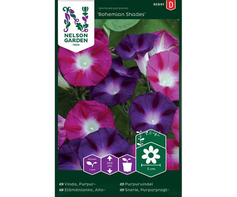 Frø purpurvindel Bohemian Shades