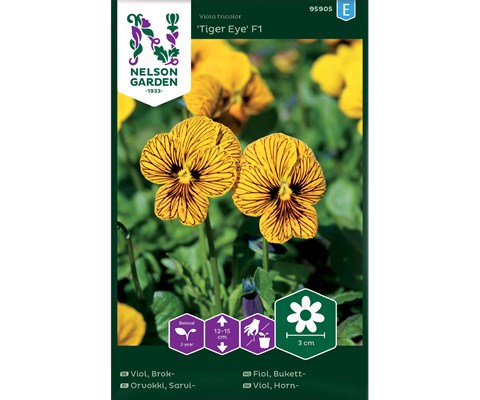 Frø bukettfiol Tiger Eye