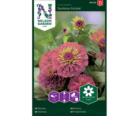 Frø sinnia Sunbow Purple