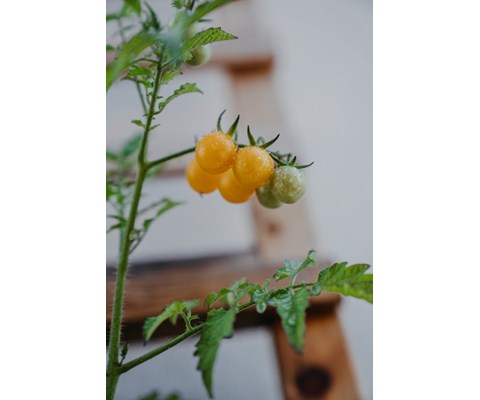 Frø tomat høy Golden Currant økologisk
