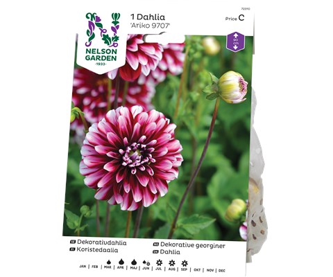 Vårløk dekorative georginer Ariko 9707