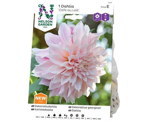 Vårløk dekorative georginer Cafe au Lait